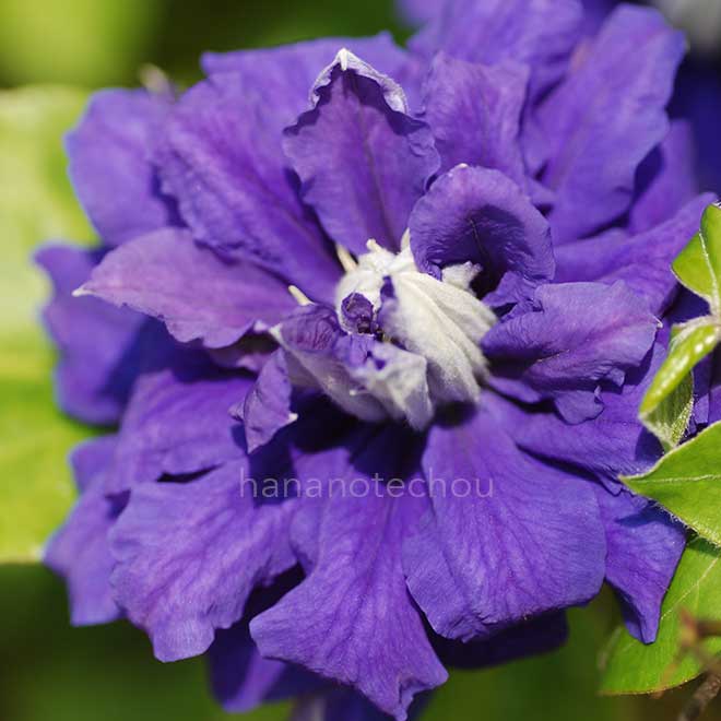 クレマチス キリ テ カナワ｜花の手帖のクレマチス図鑑