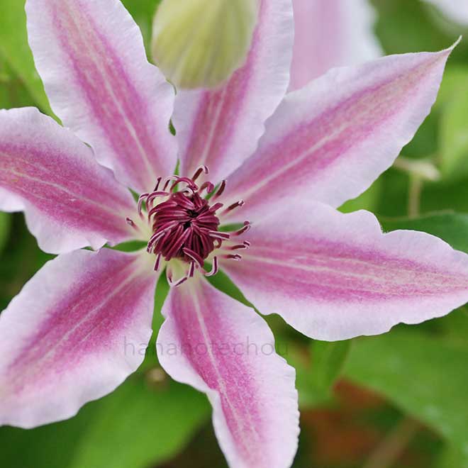 クレマチス リンカーンスター｜花の手帖のクレマチス図鑑