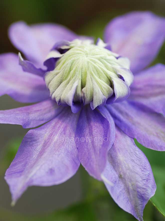 クレマチス マジック フォンテーン｜花の手帖のクレマチス図鑑