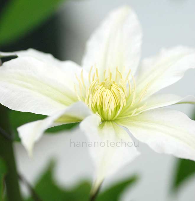 クレマチス マリー ボワスロー｜花の手帖のクレマチス図鑑