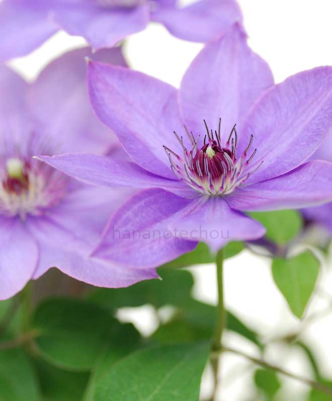 クレマチス ミゼット ブルー｜花の手帖のクレマチス図鑑