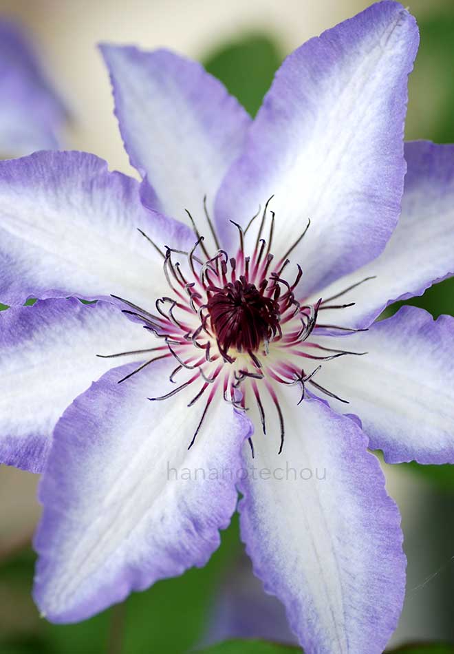 クレマチス 美佐世｜花の手帖のクレマチス図鑑