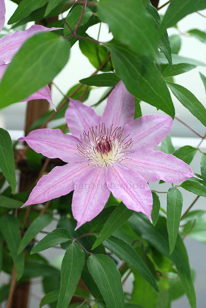 クレマチス ミス東京｜花の手帖のクレマチス図鑑