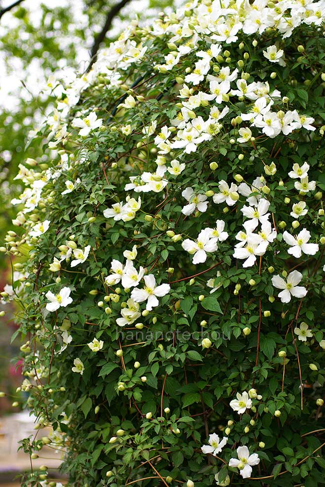 クレマチス モンタナ｜花の手帖のクレマチス図鑑