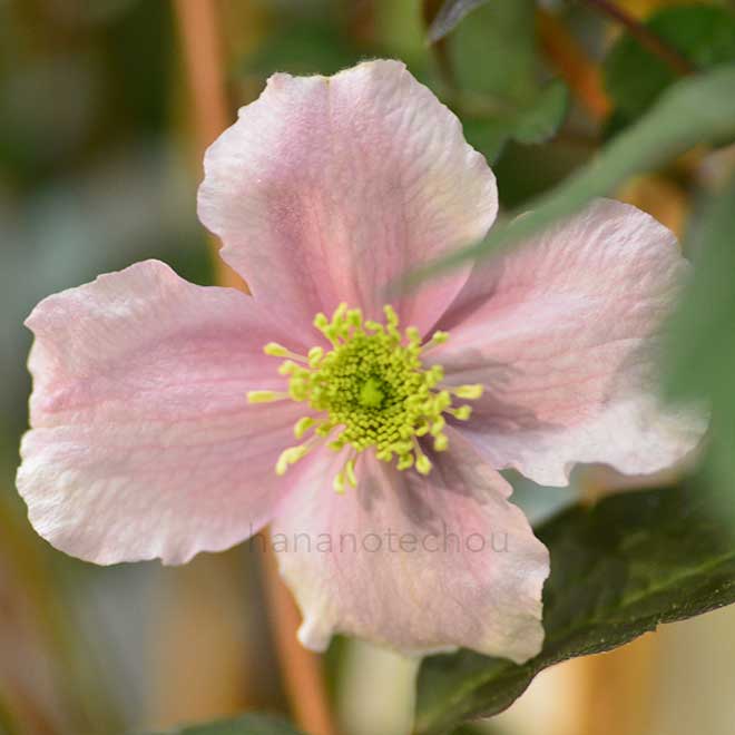 クレマチス モンタナ　メイリーン｜花の手帖のクレマチス図鑑