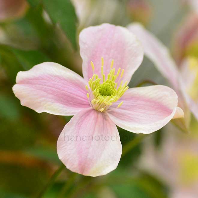 クレマチス モンタナ ルーベンス｜花の手帖のクレマチス図鑑