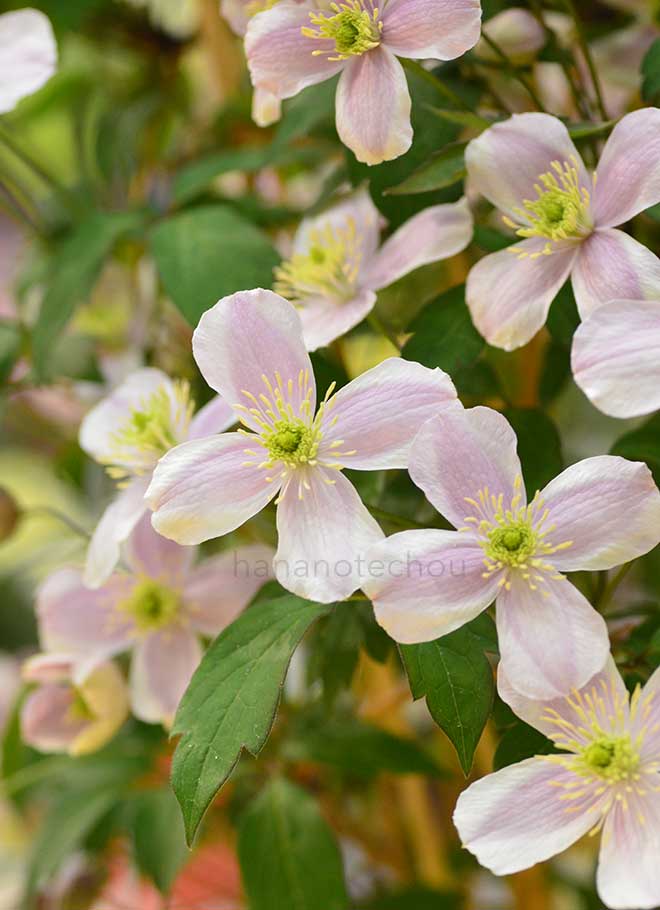 クレマチス モンタナ ルーベンス｜花の手帖のクレマチス図鑑