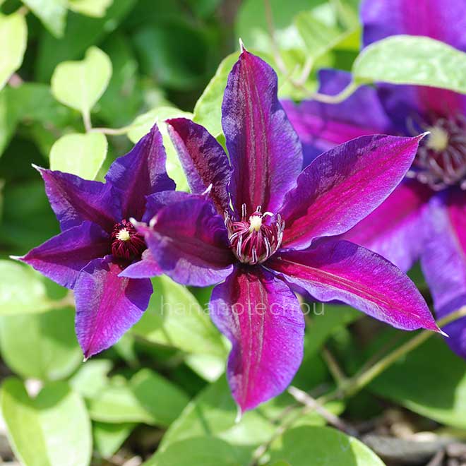 クレマチス ｜花の手帖のクレマチス図鑑