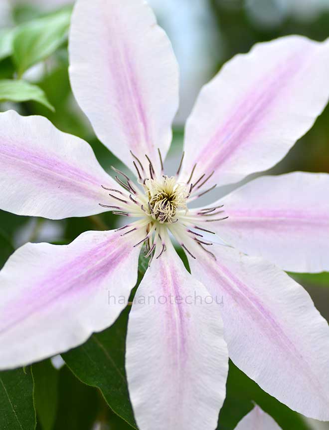 クレマチス ネリー モーザ｜花の手帖のクレマチス図鑑