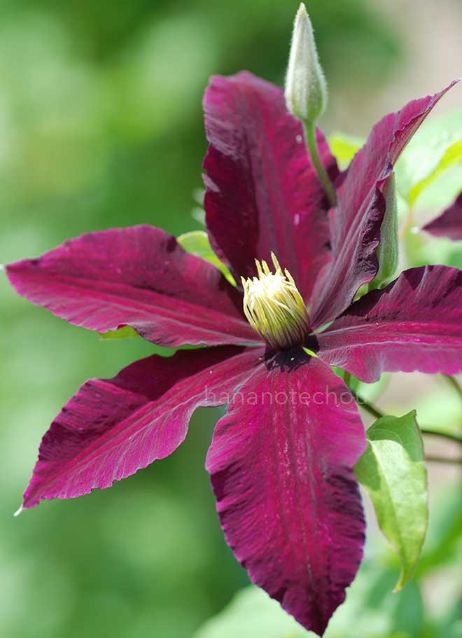 クレマチス ニオベ｜花の手帖のクレマチス図鑑