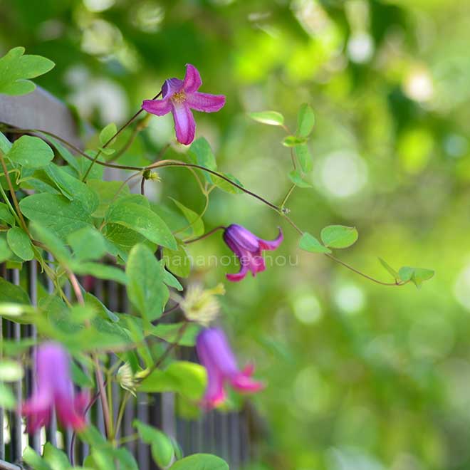 クレマチス 踊場｜花の手帖のクレマチス図鑑