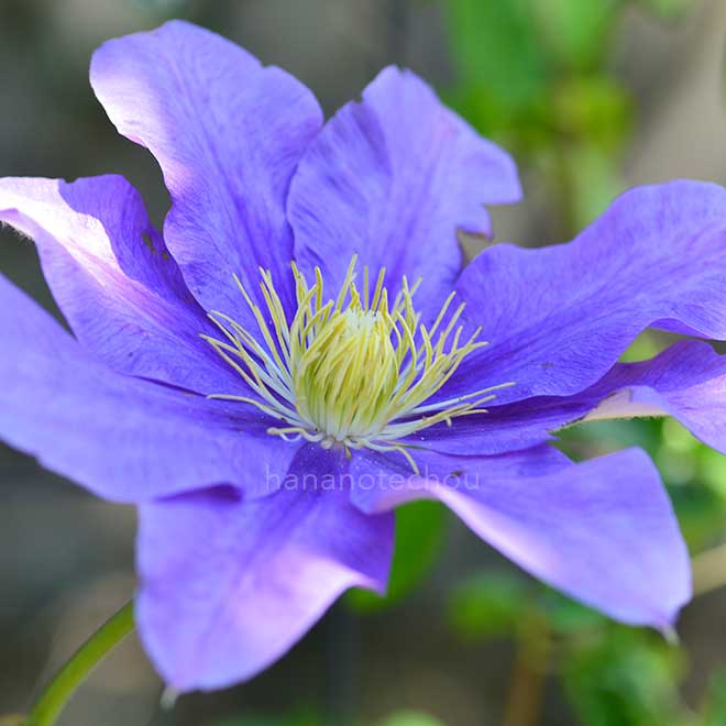 クレマチス 小沢２号｜花の手帖のクレマチス図鑑