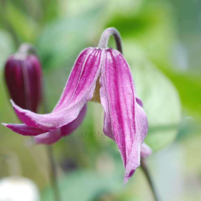 クレマチス パンボーン ピンク｜花の手帖のクレマチス図鑑