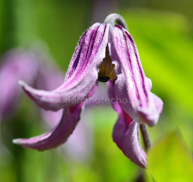 クレマチス パステルピンク｜花の手帖のクレマチス図鑑