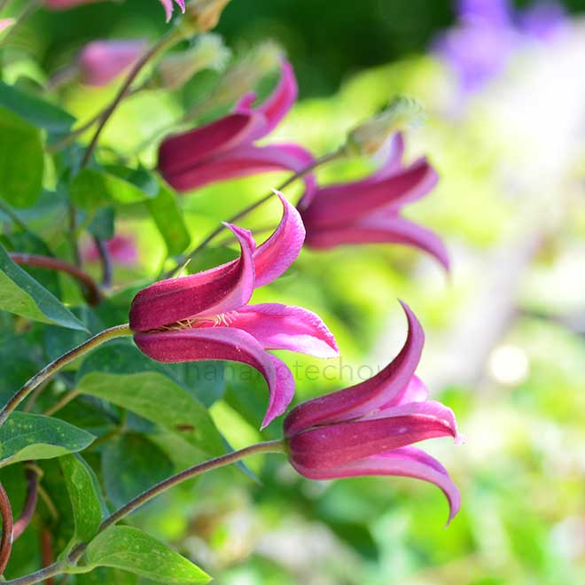 クレマチス プリンセス ダイアナ｜花の手帖のクレマチス図鑑