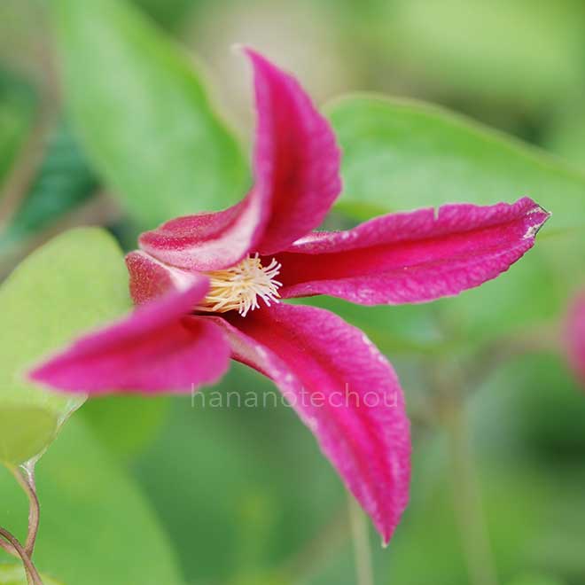 クレマチス プリンセス ダイアナ｜花の手帖のクレマチス図鑑