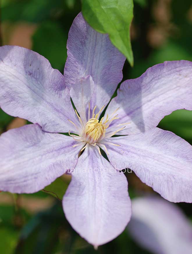 クレマチス プロテウス｜花の手帖のクレマチス図鑑