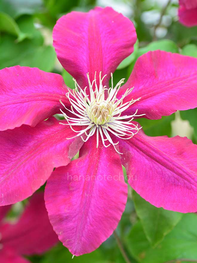 クレマチス レベッカ｜花の手帖のクレマチス図鑑