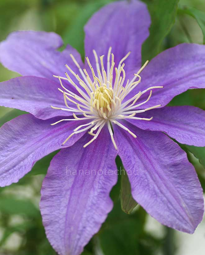 クレマチス リチャード ペンネル｜花の手帖のクレマチス図鑑