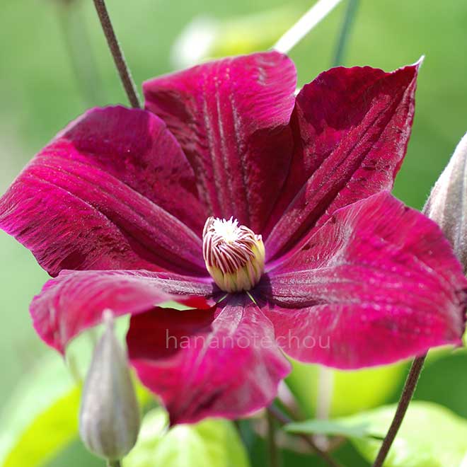 クレマチス ルージュ カーディナル｜花の手帖のクレマチス図鑑