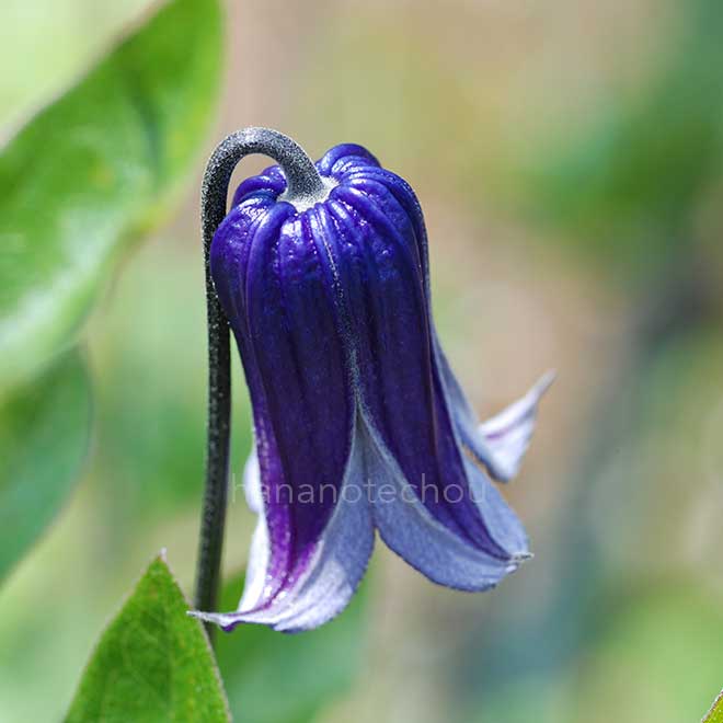 クレマチス 籠口｜花の手帖のクレマチス図鑑