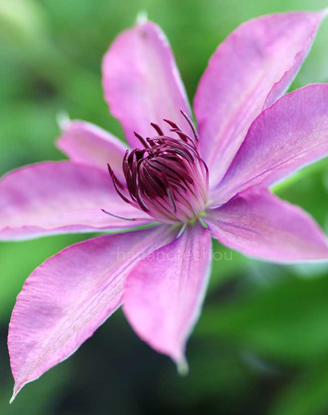 クレマチス ルビーグロー｜花の手帖のクレマチス図鑑