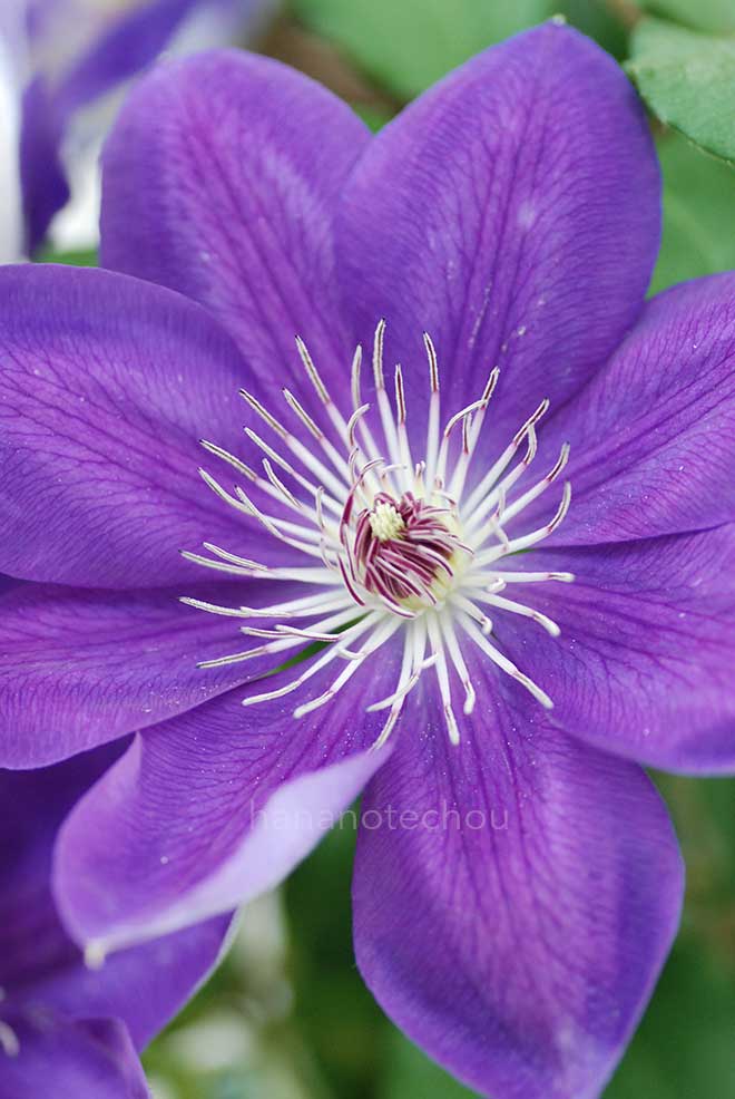 クレマチス 紫峰｜花の手帖のクレマチス図鑑