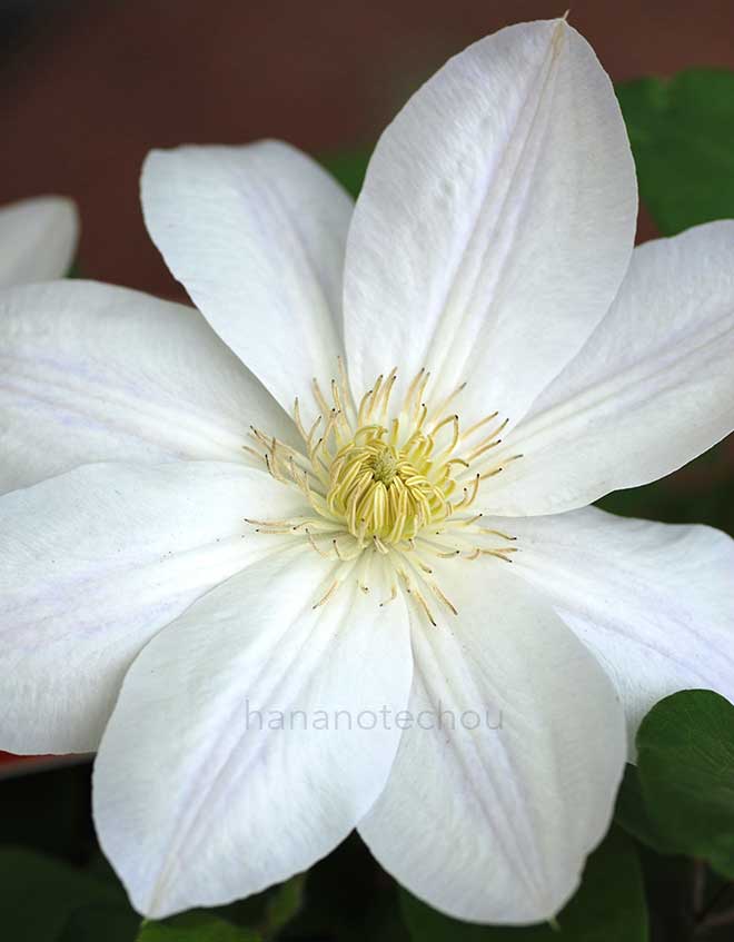 クレマチス 白雪姫｜花の手帖のクレマチス図鑑