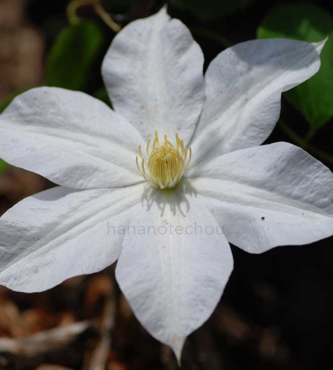 クレマチス 白妙｜花の手帖のクレマチス図鑑