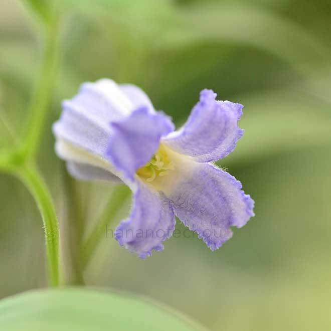 クレマチス ソシアリス｜花の手帖のクレマチス図鑑