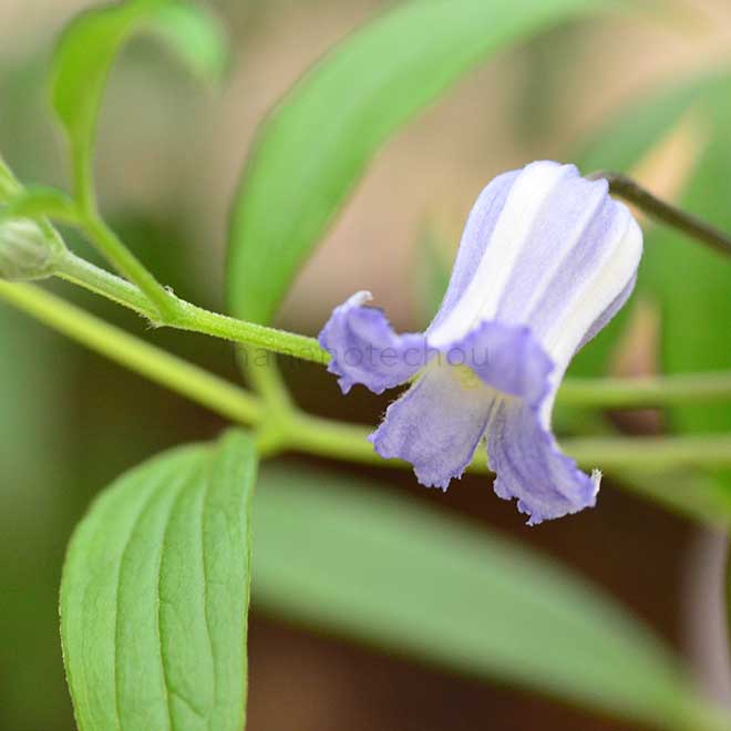 クレマチス ソシアリス｜花の手帖のクレマチス図鑑
