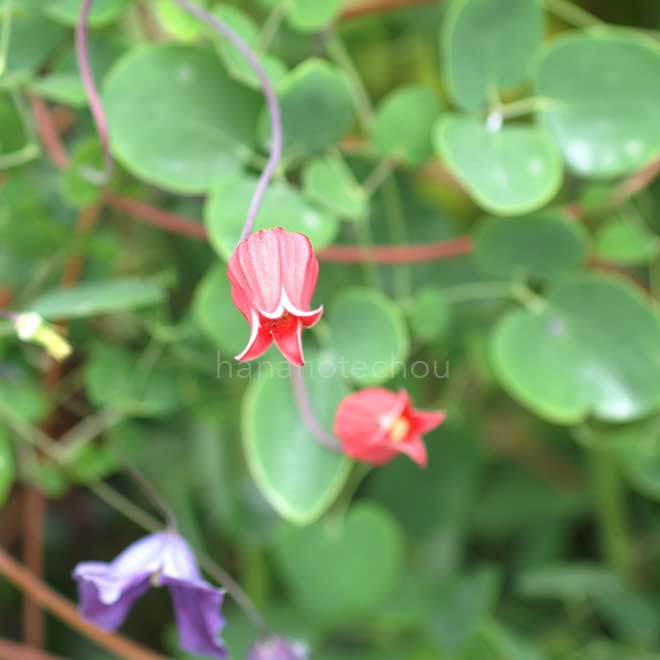 クレマチス テキセンシス スカーレット｜花の手帖のクレマチス図鑑