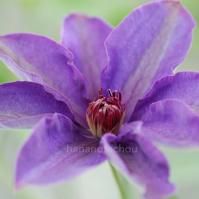 クレマチス ザ プレジデント｜花の手帖のクレマチス図鑑