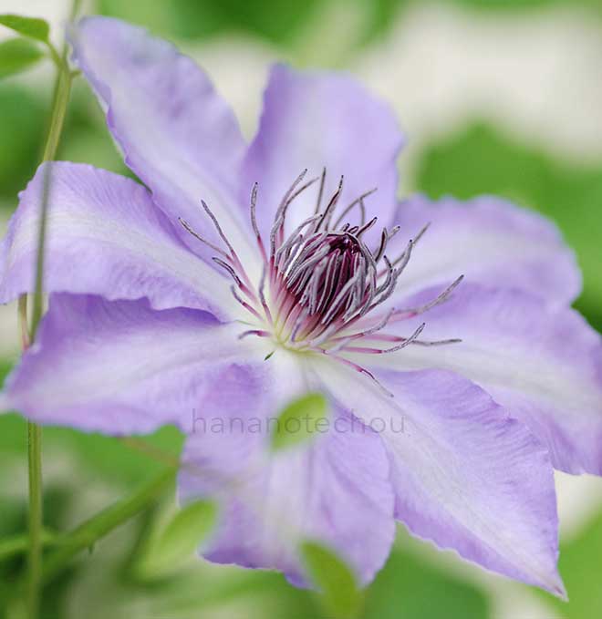 クレマチス ともしび｜花の手帖のクレマチス図鑑