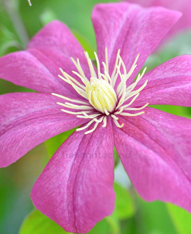 クレマチス 敦煌｜花の手帖のクレマチス図鑑