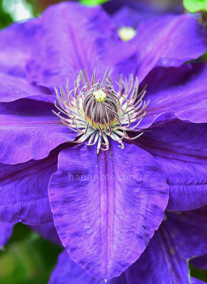 クレマチス つばくろ｜花の手帖のクレマチス図鑑