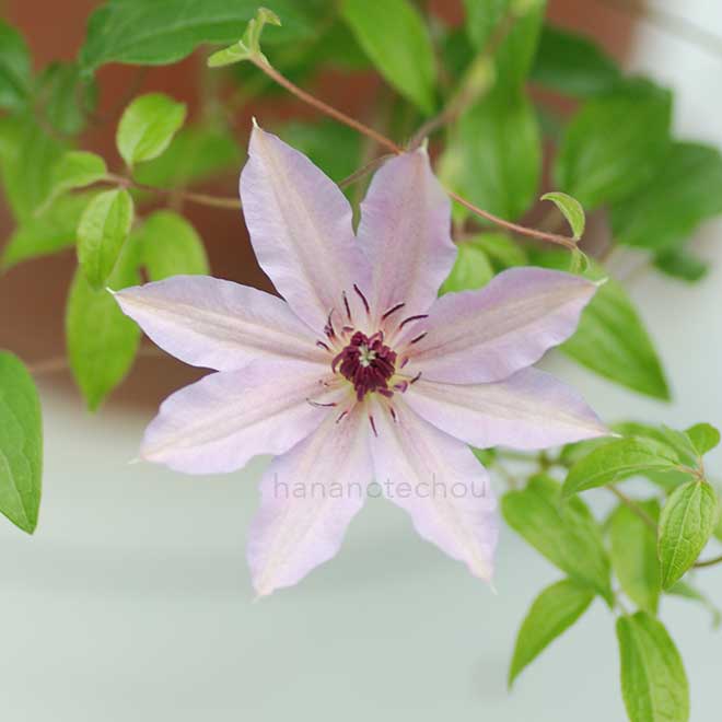 クレマチス 雲仙｜花の手帖のクレマチス図鑑