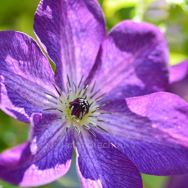 クレマチス ベノサ バイオレシア｜花の手帖のクレマチス図鑑