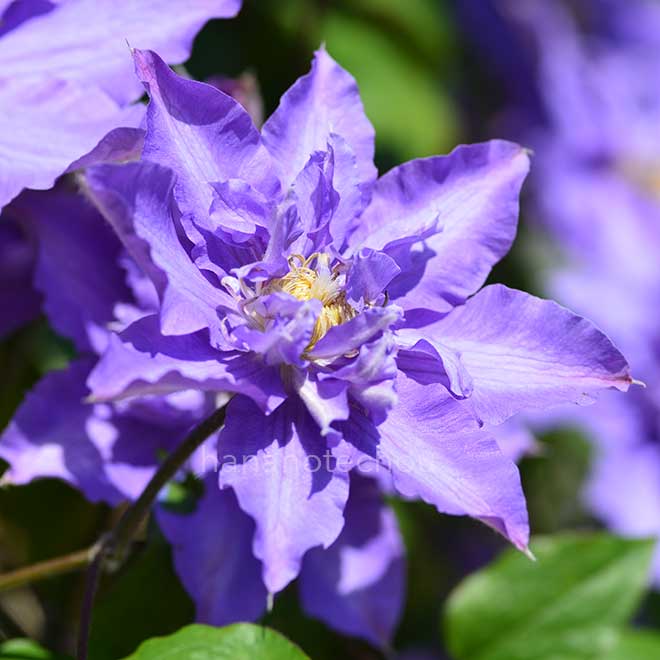 クレマチス ビビアン　ペンネル｜花の手帖のクレマチス図鑑