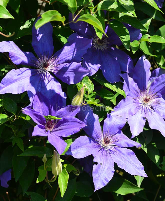 クレマチス 大和｜花の手帖のクレマチス図鑑