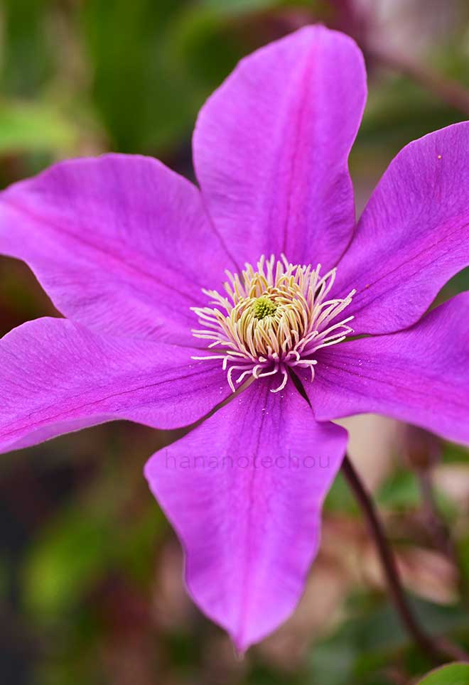 クレマチス 楊貴妃｜花の手帖のクレマチス図鑑