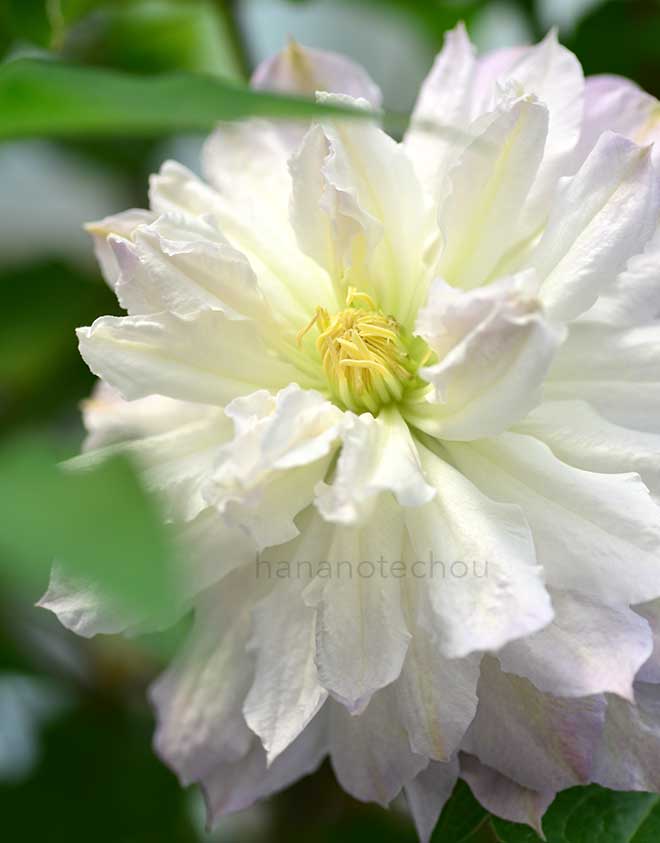 クレマチス 雪の粧｜花の手帖のクレマチス図鑑