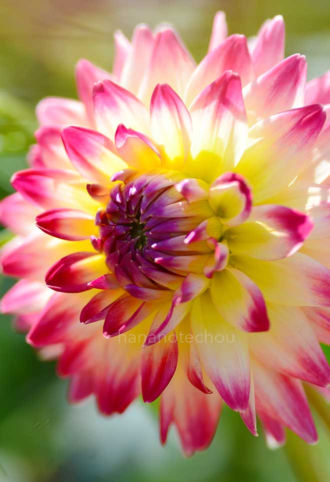 ダリア アフィアトール｜花の手帖のダリア図鑑