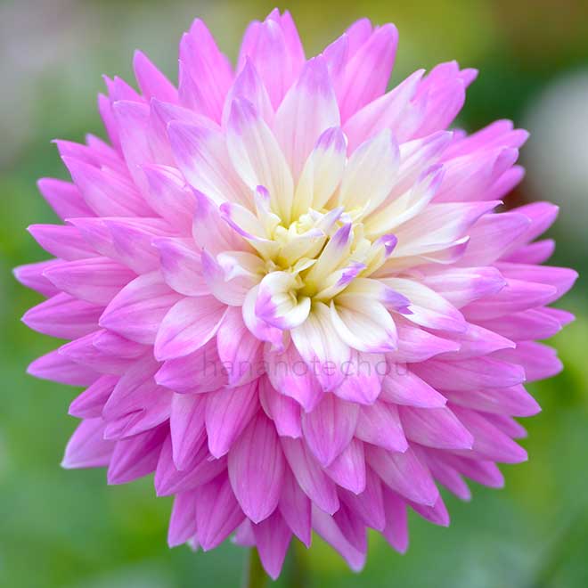 ダリア 愛｜花の手帖のダリア図鑑