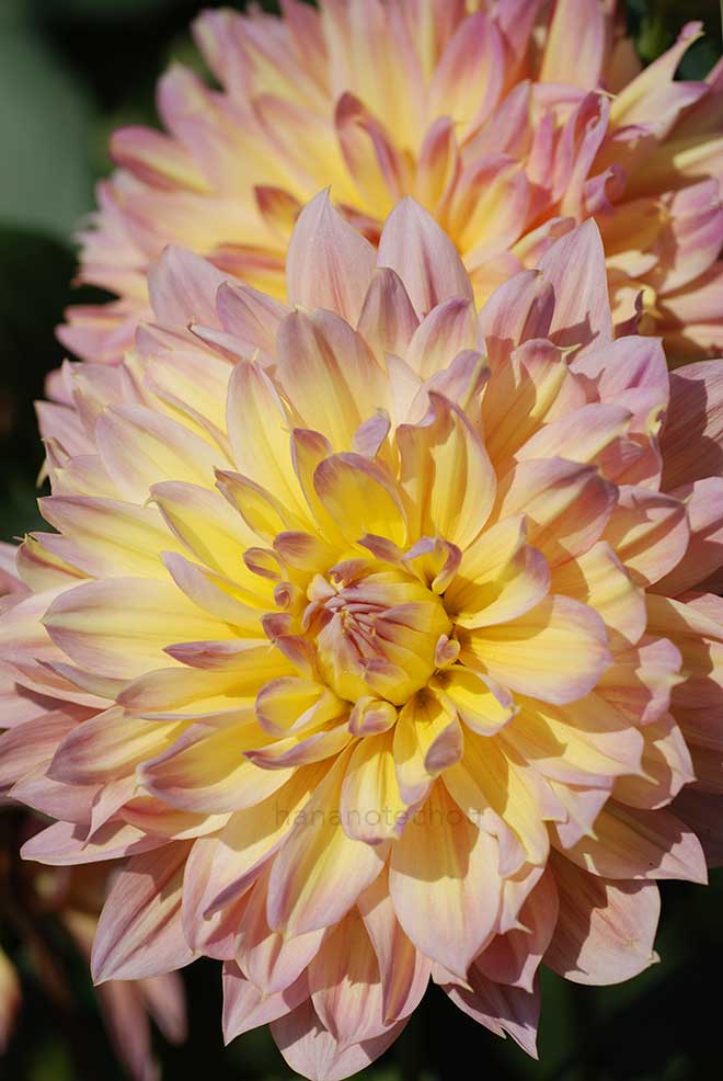 ダリア 愛逢い｜花の手帖のダリア図鑑