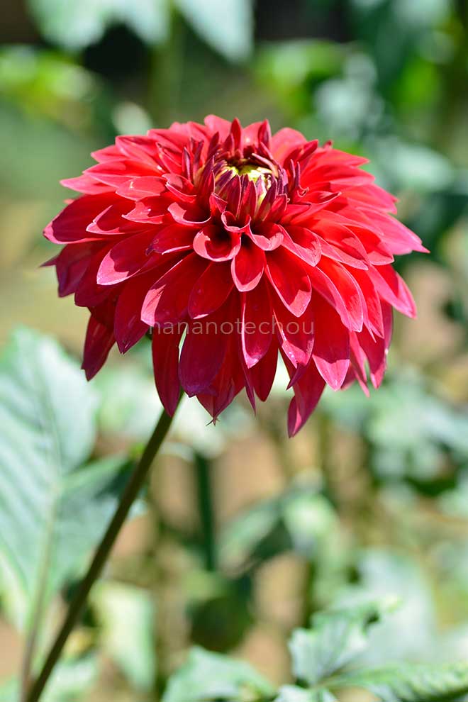 ダリア 赤ちょうちん｜花の手帖のダリア図鑑