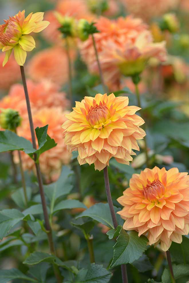 ダリア 暁｜花の手帖のダリア図鑑