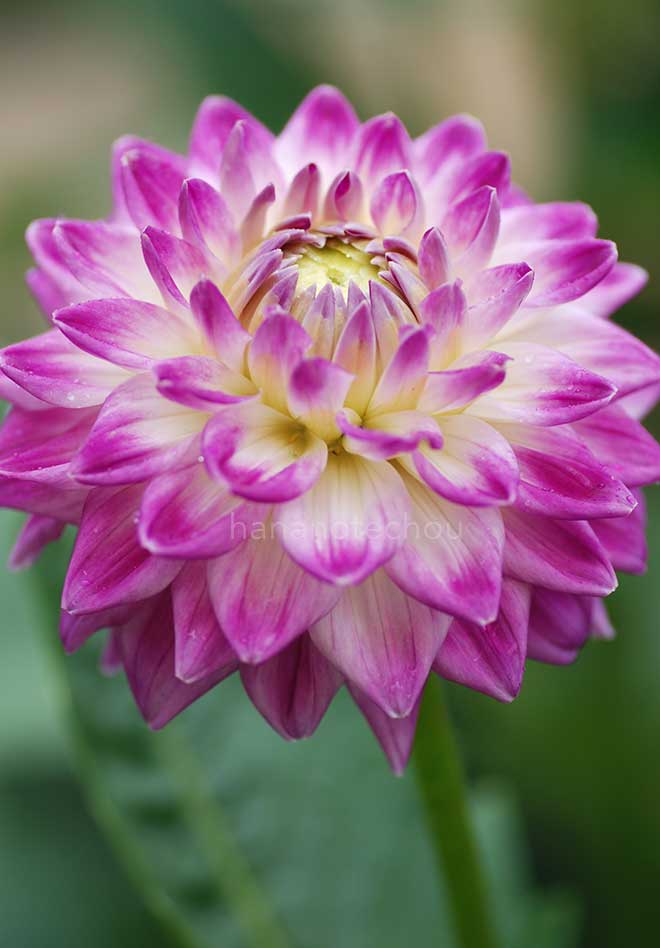 ダリア 秋の風車｜花の手帖のダリア図鑑