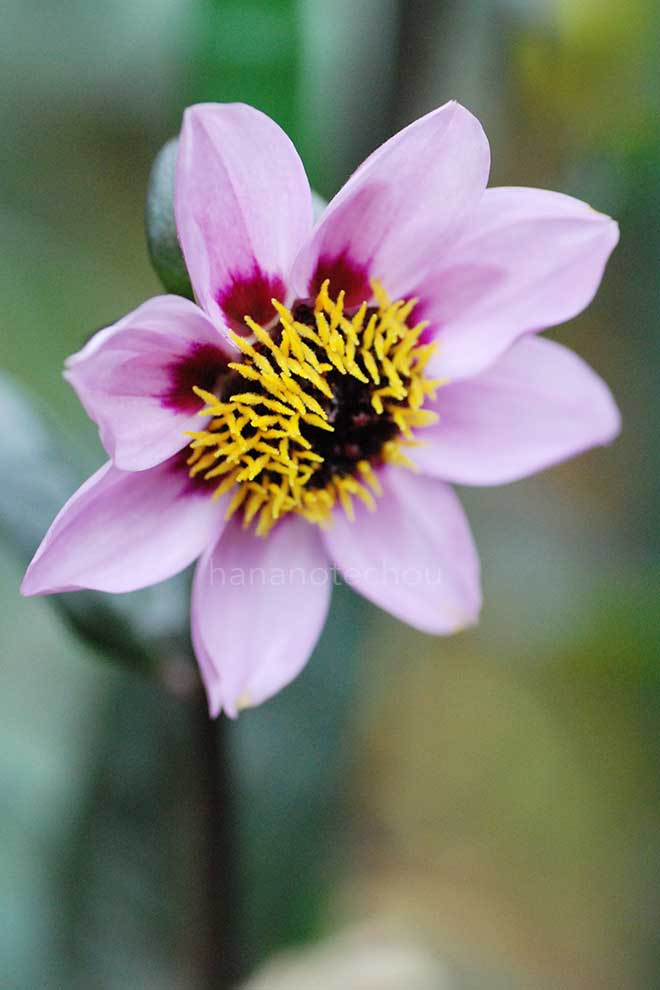 ダリア 秋桜｜花の手帖のダリア図鑑