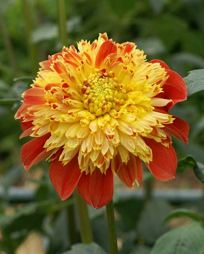 ダリア アルペン ブレイズ
｜花の手帖のダリア図鑑